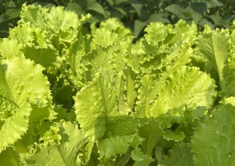 国家甜菜育种联合攻关推进交流会在京召开