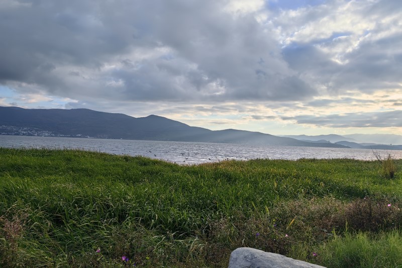 “琼肥 2 号” 田菁绿肥品种通过海南省农作物品种审定委员会认定