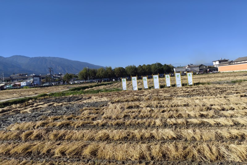 安徽省全省大豆大面积单产提升工作座谈会召开