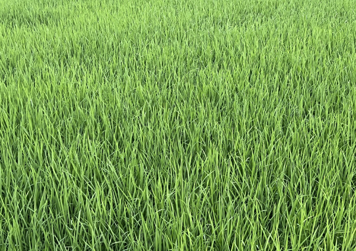 2025年山东农业重大技术协同推广计划小麦玉米“双晚”机械化生产技术集成与整建制示范推广项目启动会召开